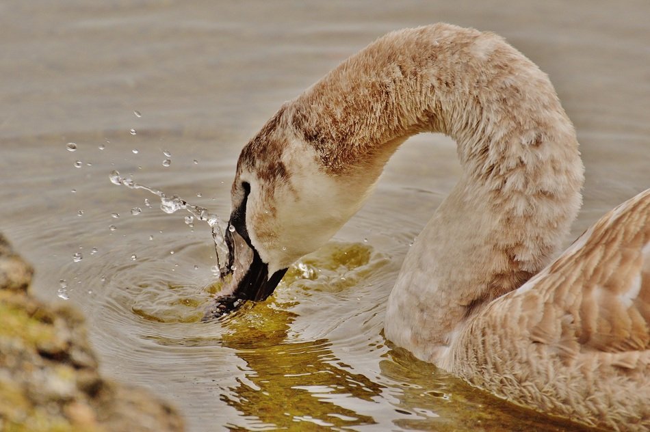 Swan on the shore of the pond