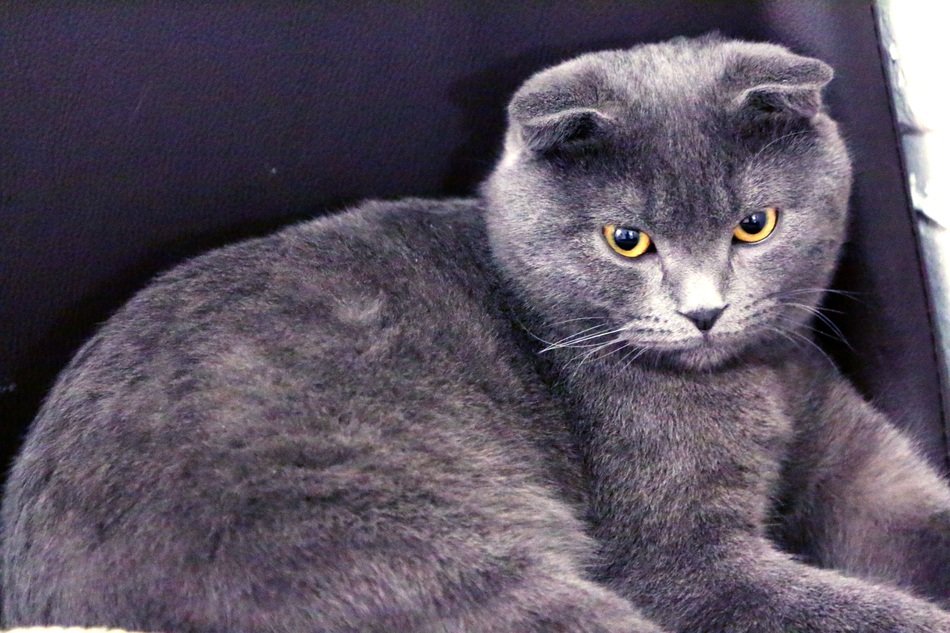 Cat Baqi