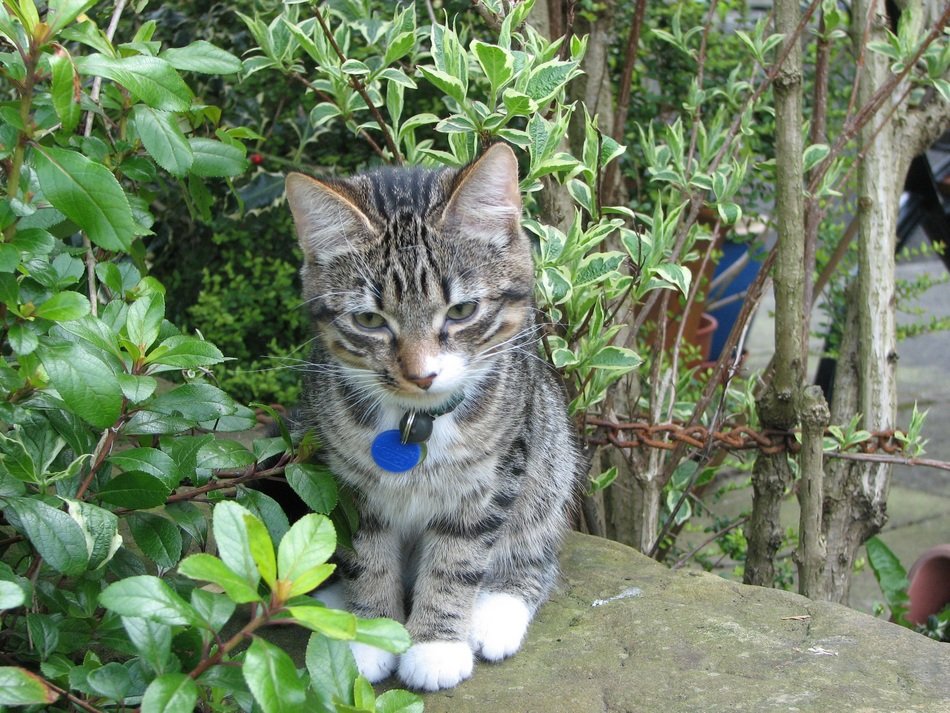 cat sitting near a green plant