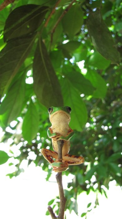 green frog on the tree branch