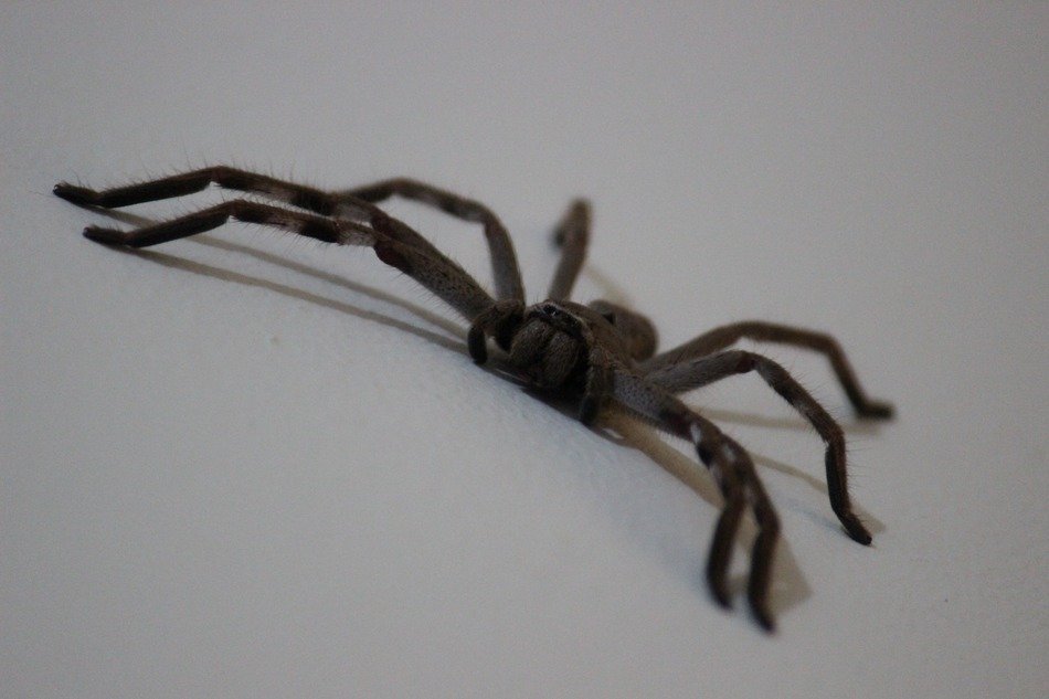 closeup picture of Huntsman Spider