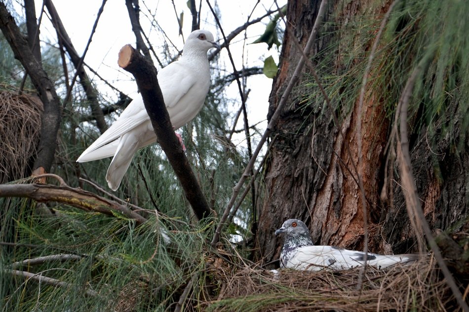 Nesting of the pigeons