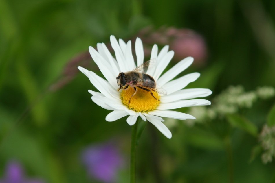 fly on white Daisy at blurred green background