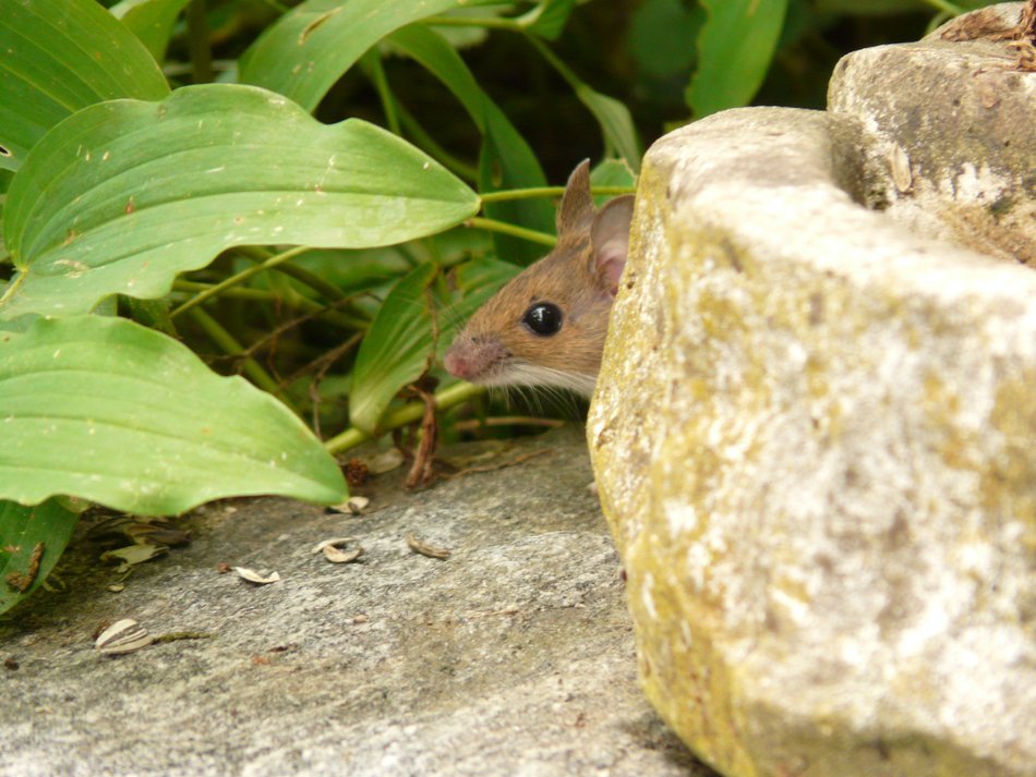 wood mouse behind the stone