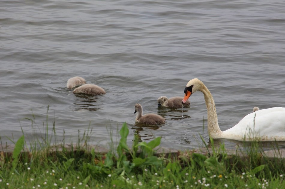 white swan with ducklings