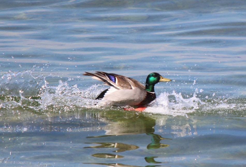 duck landed in the water