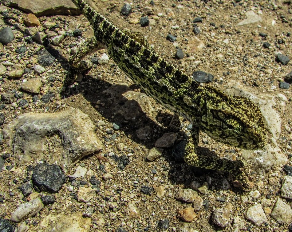 green chameleon walking on the ground