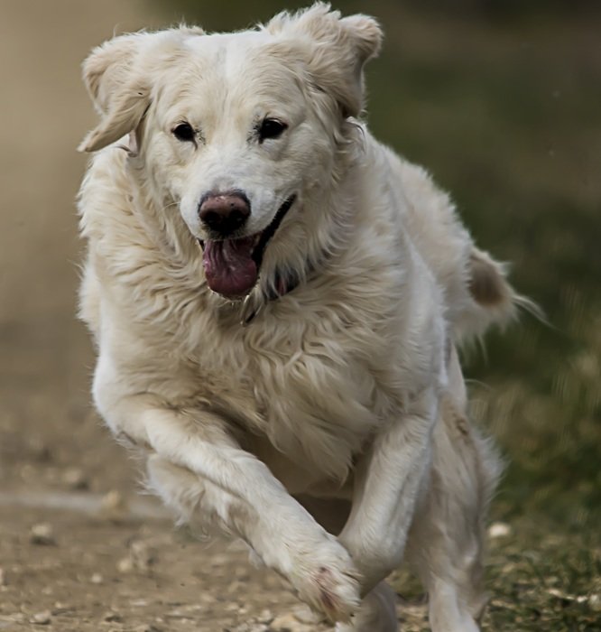 white retriever on the run