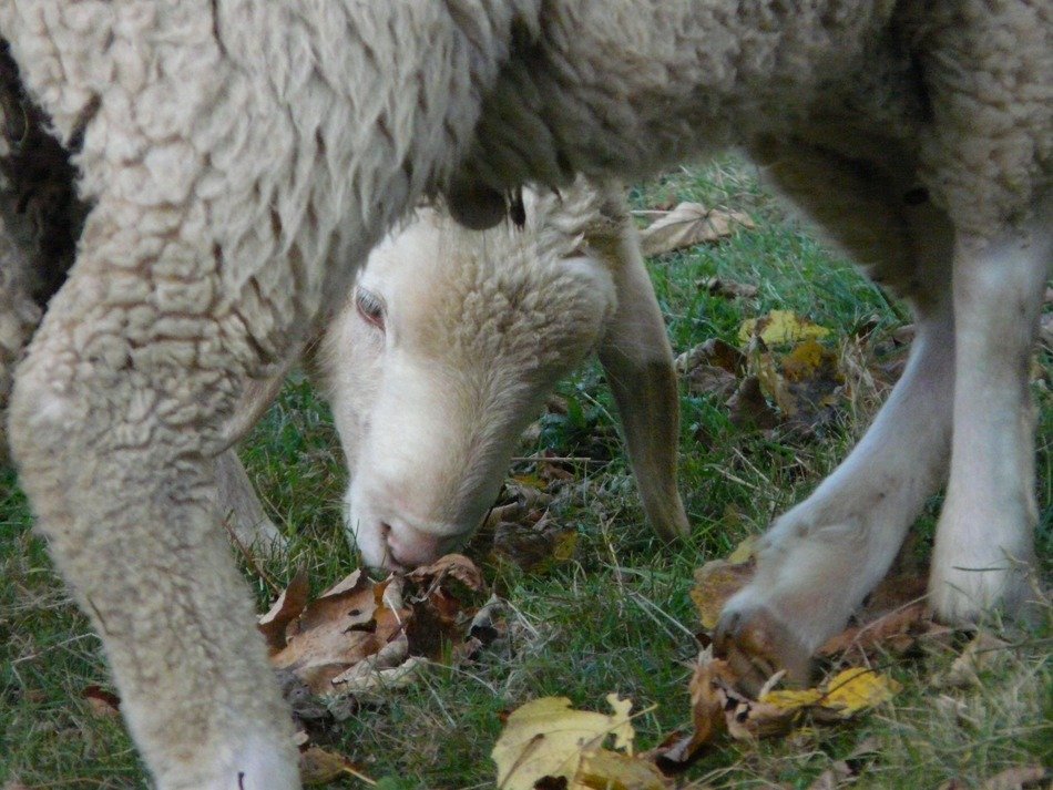 Sheep chews dry grass