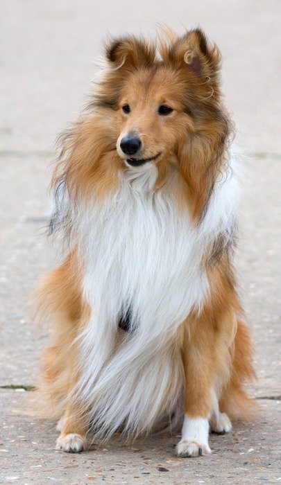 Shetland Sheepdog, red and white furry dog