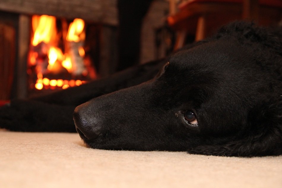 Beautiful and cute black is sleeping near the fireplace