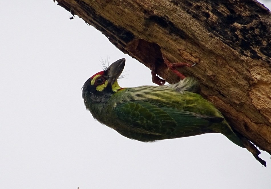 crimson-breasted barbet in Kolkata zoo