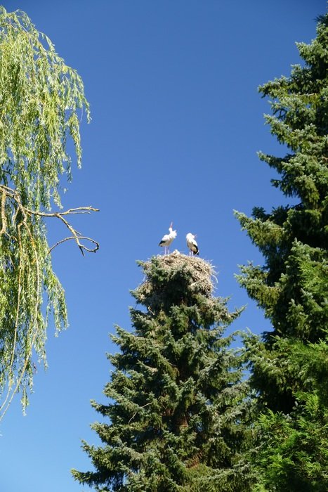 storks nest on top of a Christmas tree