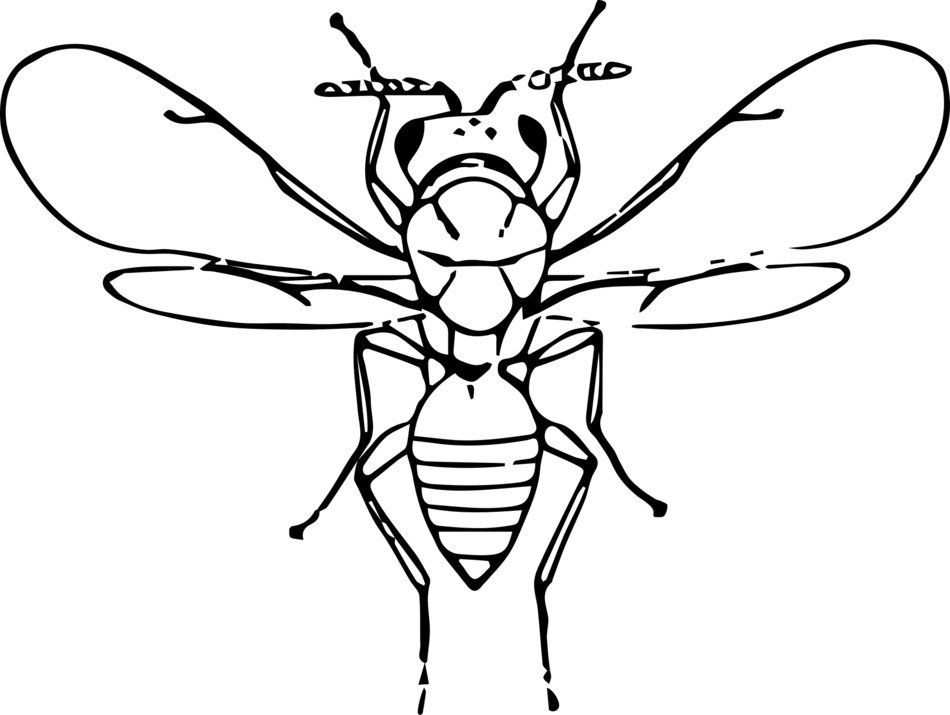 fly silhouette