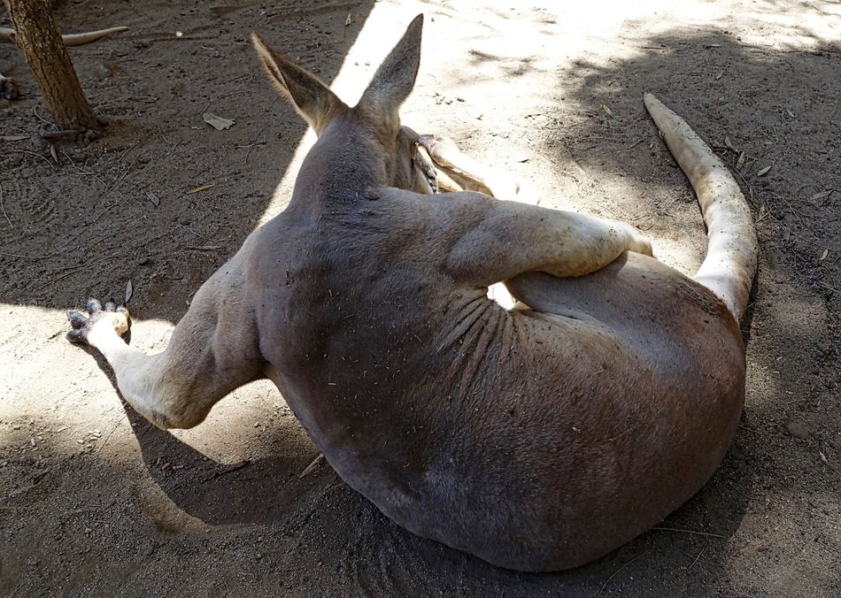 Kangaroo Male in Australia back Portrait