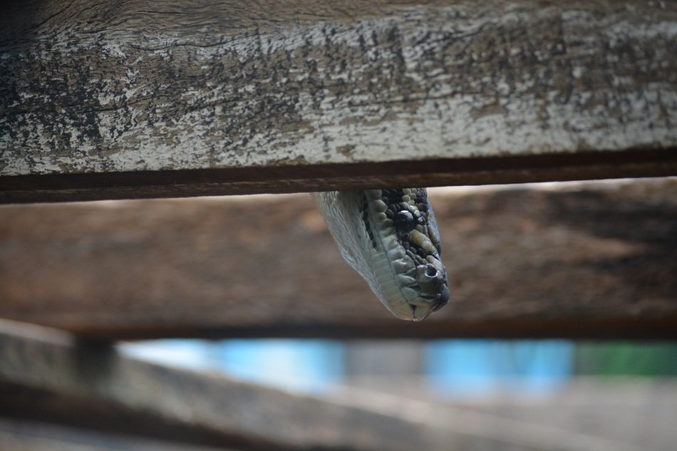 snake's head