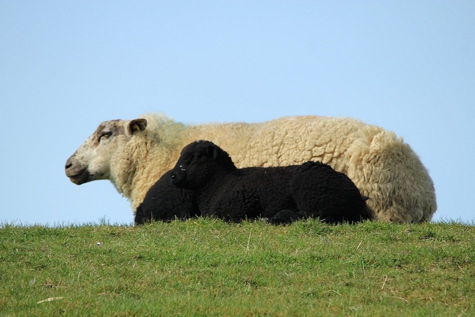 sheep over the hill