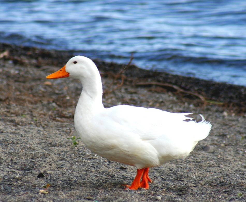 White Goose Birds