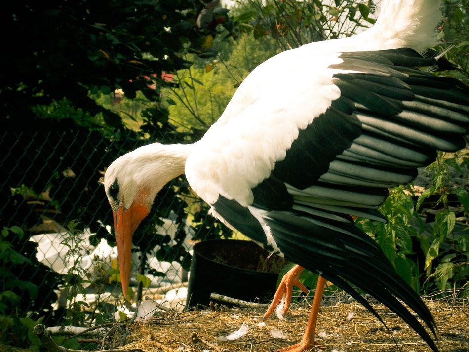 nice Stork Bird