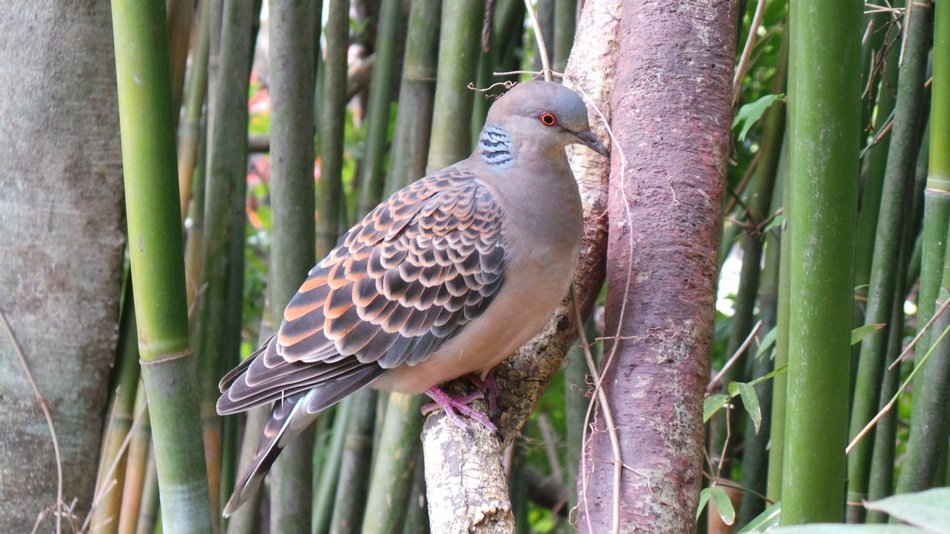 pigeon in the ueno zoo