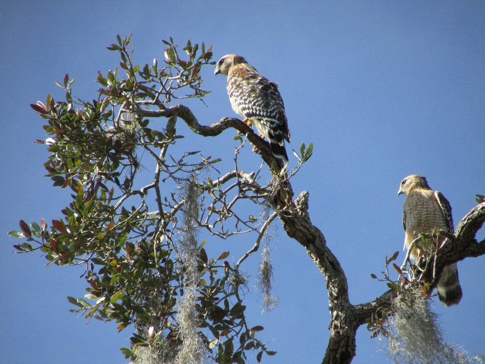 hawks on a tree on a sunny day