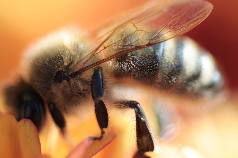 close up of a bee extracting nectar