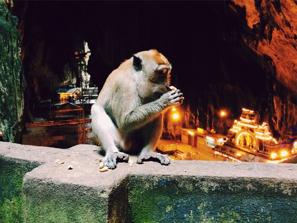monkey sitting on the city wall