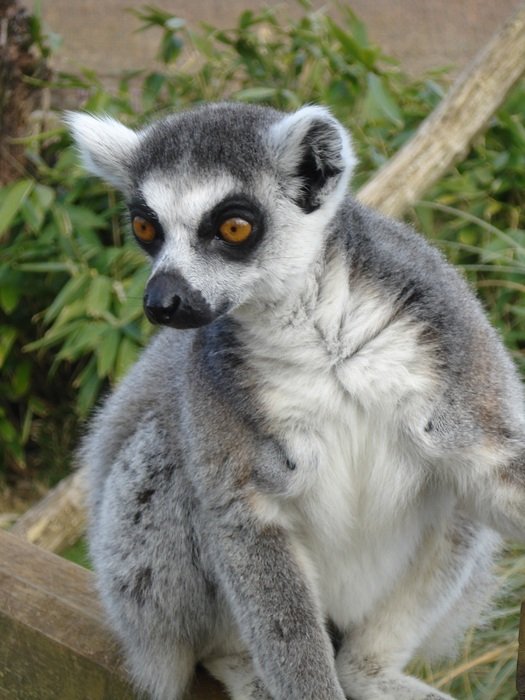 Picture of the lemur