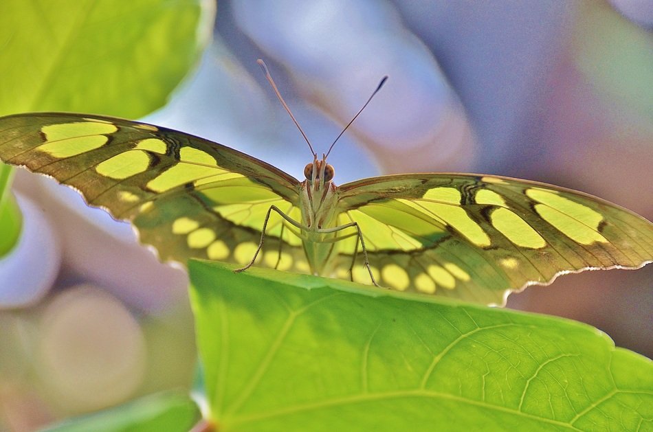 Beauty Butterfly on a green leaf