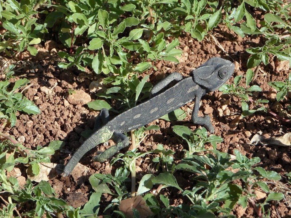 common chameleon on ground