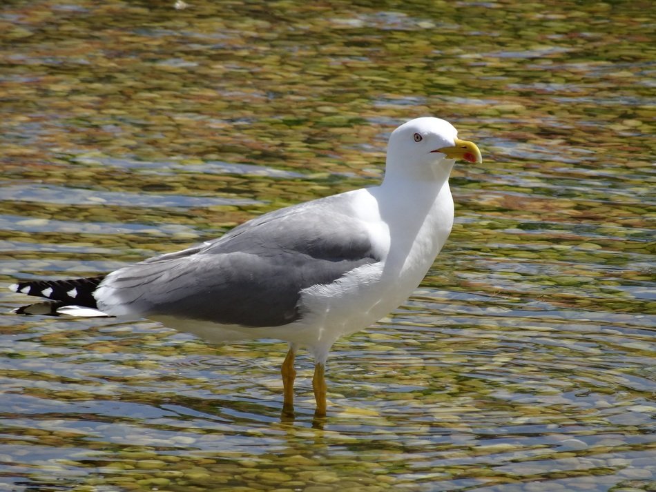 Seagull Sea ​​Bird