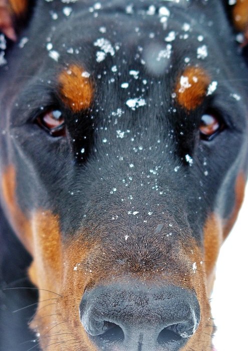 Luna Snowy Face