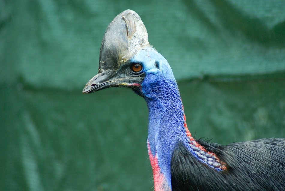 cazuar in indonesia