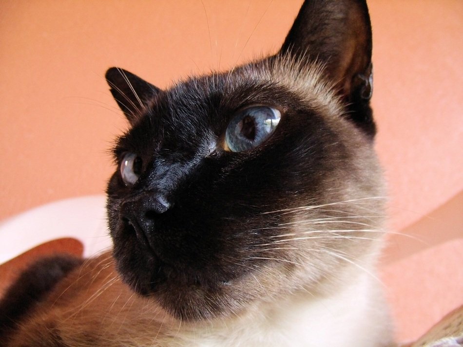 oriental Cat’s Eyes close up