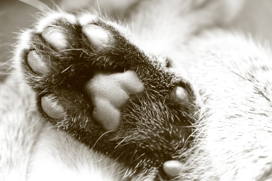 photo of paw of siamese cat