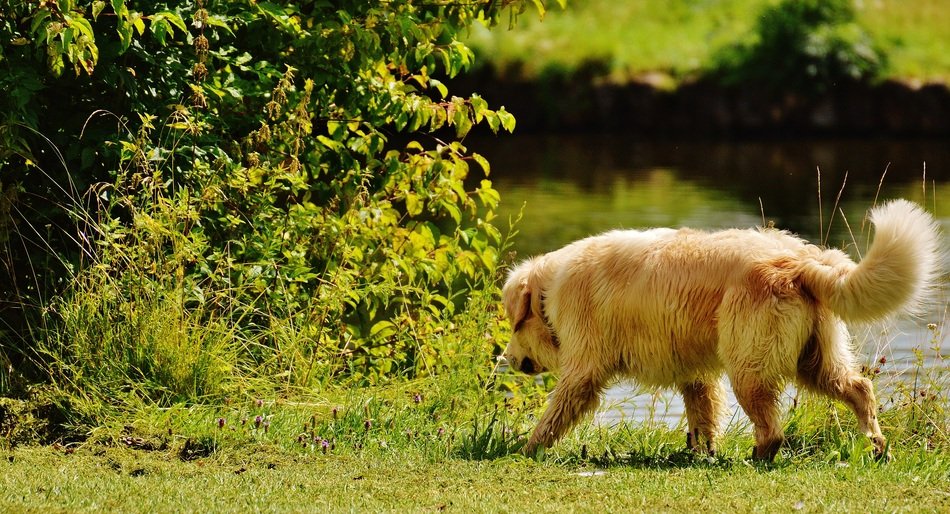 the dog picked up the trail at the lake