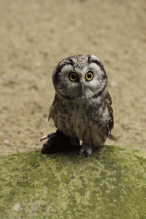 Eurasian Pygmy Owl in tallinn zoo