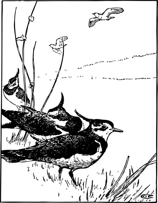 Pewit Bird drawing