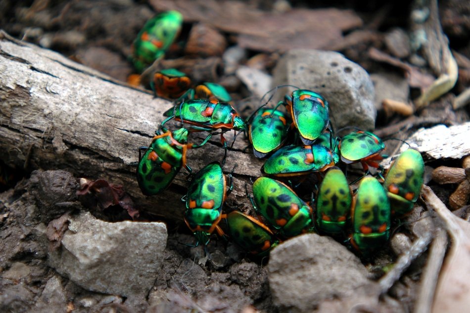 group of Christmas Beetles on ground