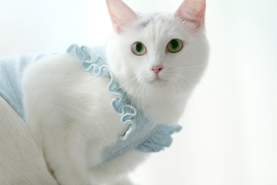 living white cat in republic of korea
