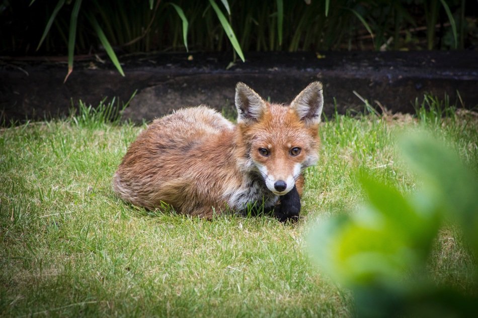 brown fox in the garden