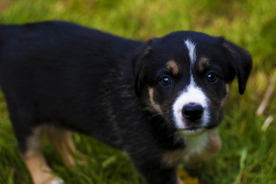 adorable puppy in the garden
