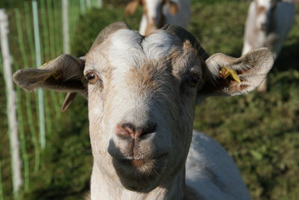 goat in a green meadow