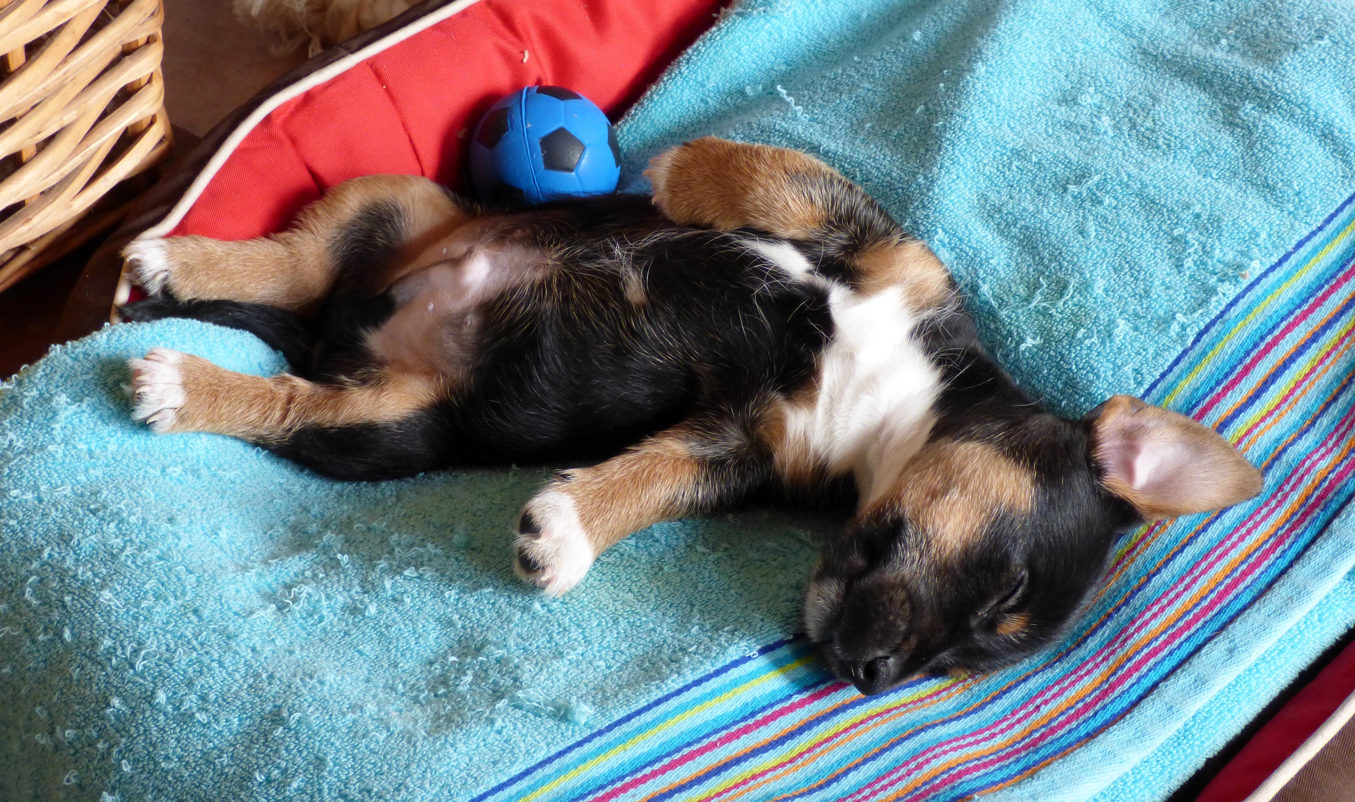 Расслабленная собака. Джек-Рассел-терьер 3 месяца. Спящие щенки овчарки. Спящие щенки немецкой овчарки.