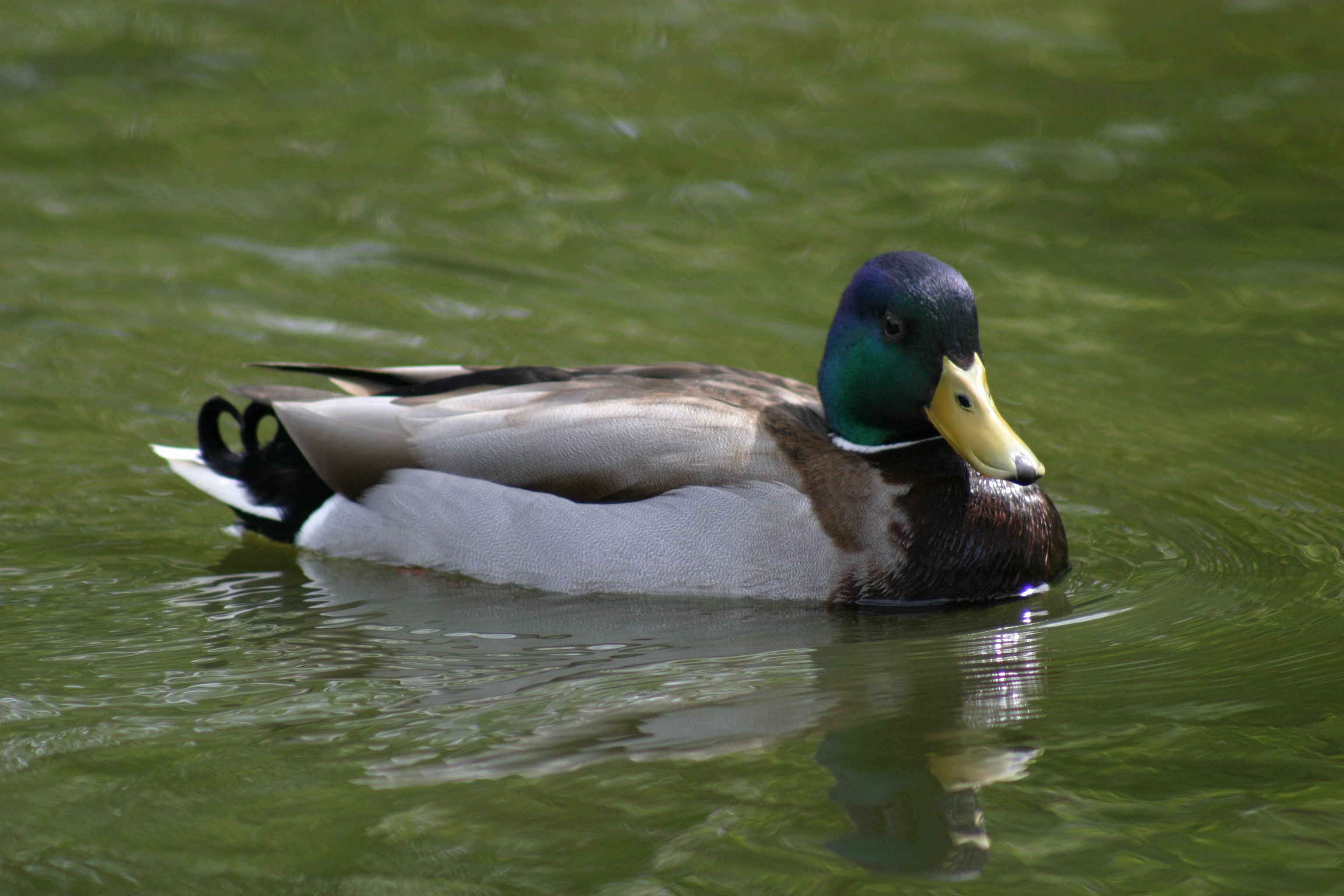 Duck bird swims in the pond free image download