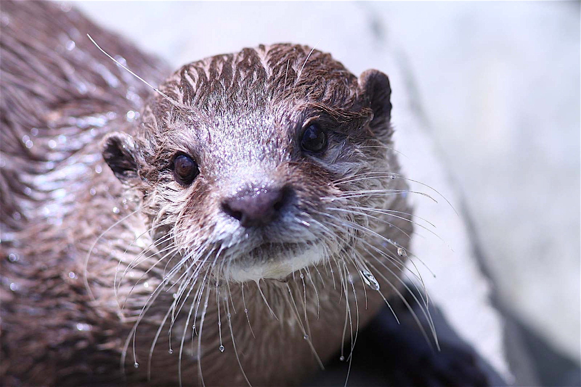 Picture of Otter in the zoo free image download