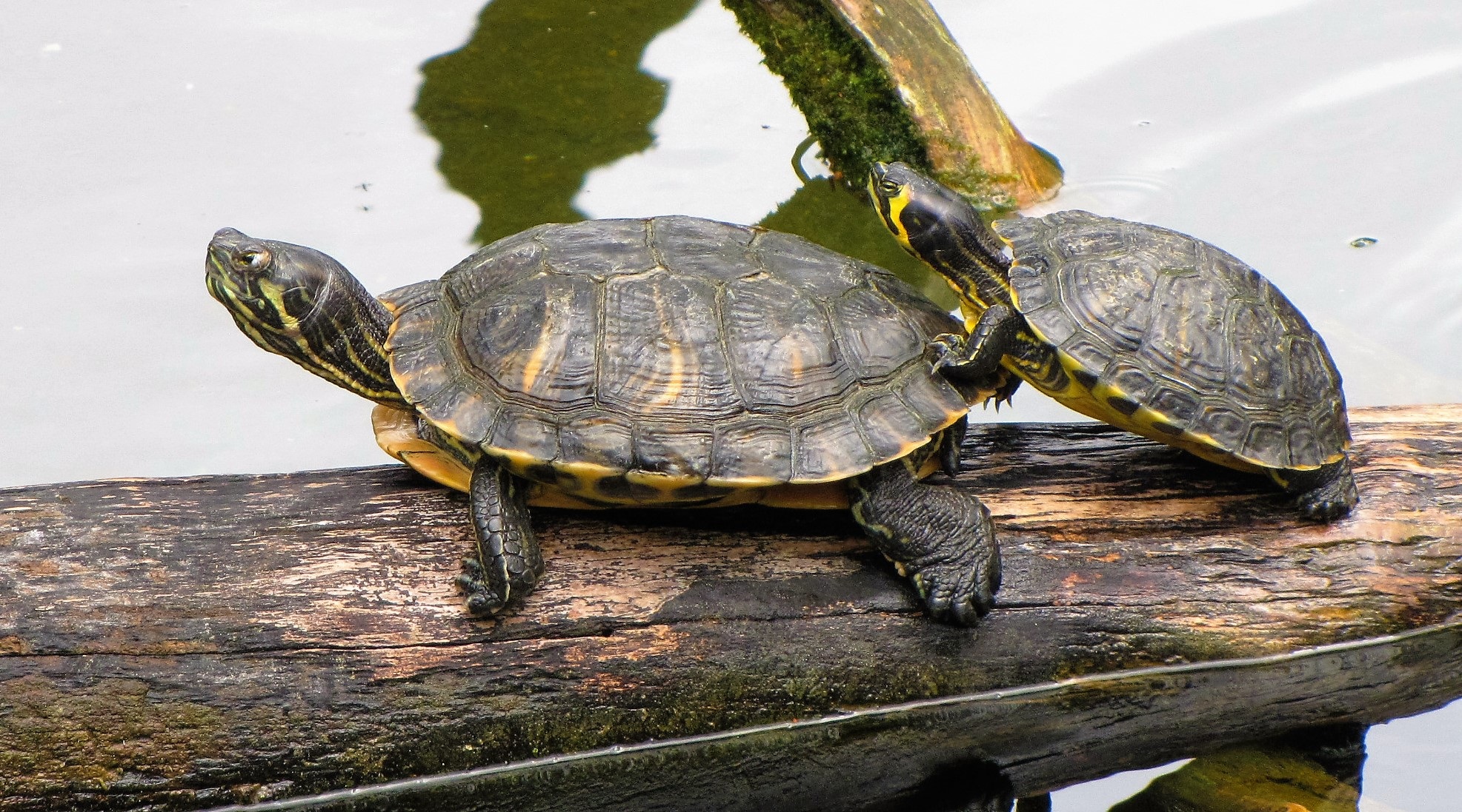 Closeup photo of two turtles on a log on the shore free image download