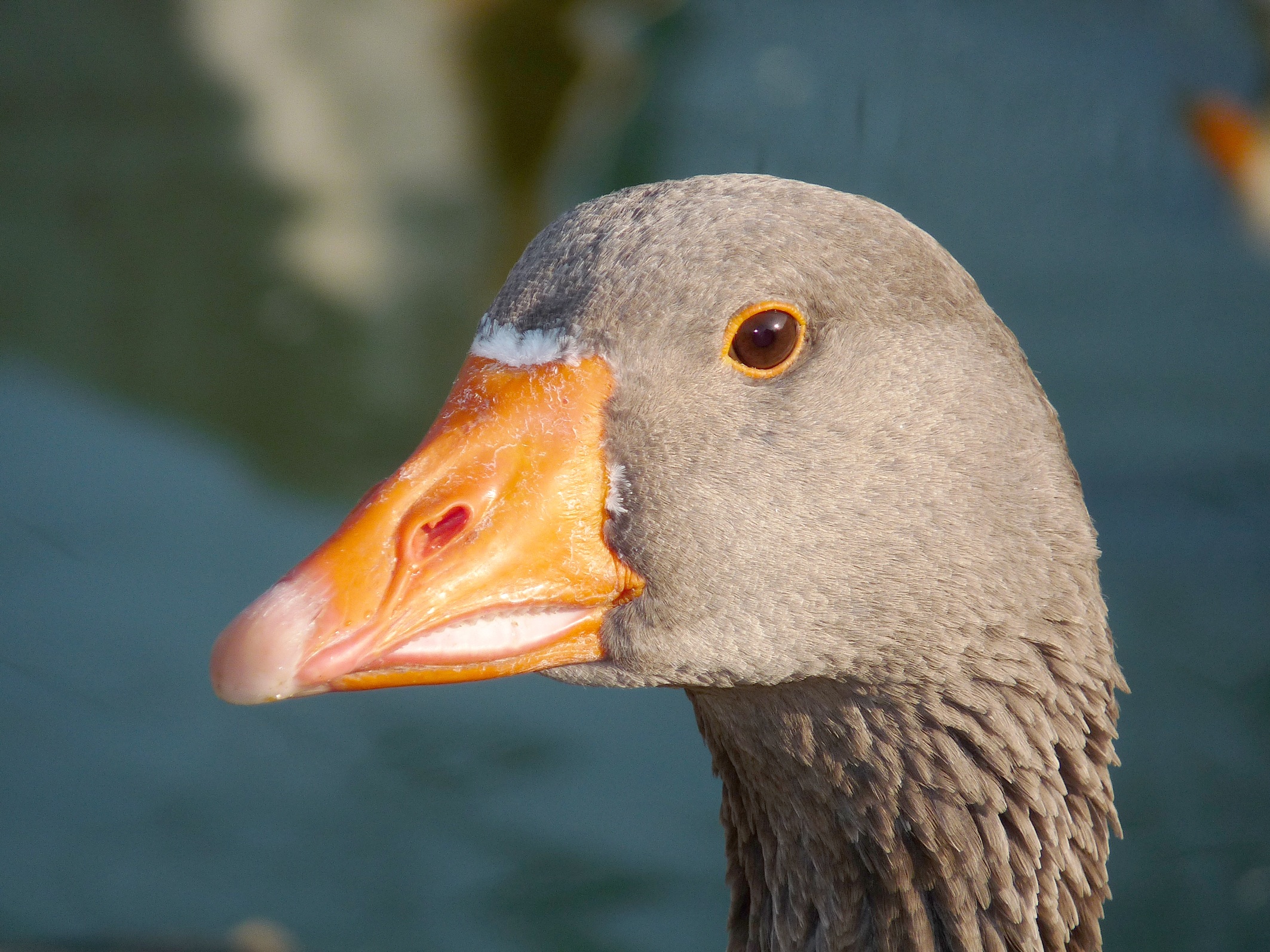 Grey goose portrait free image download