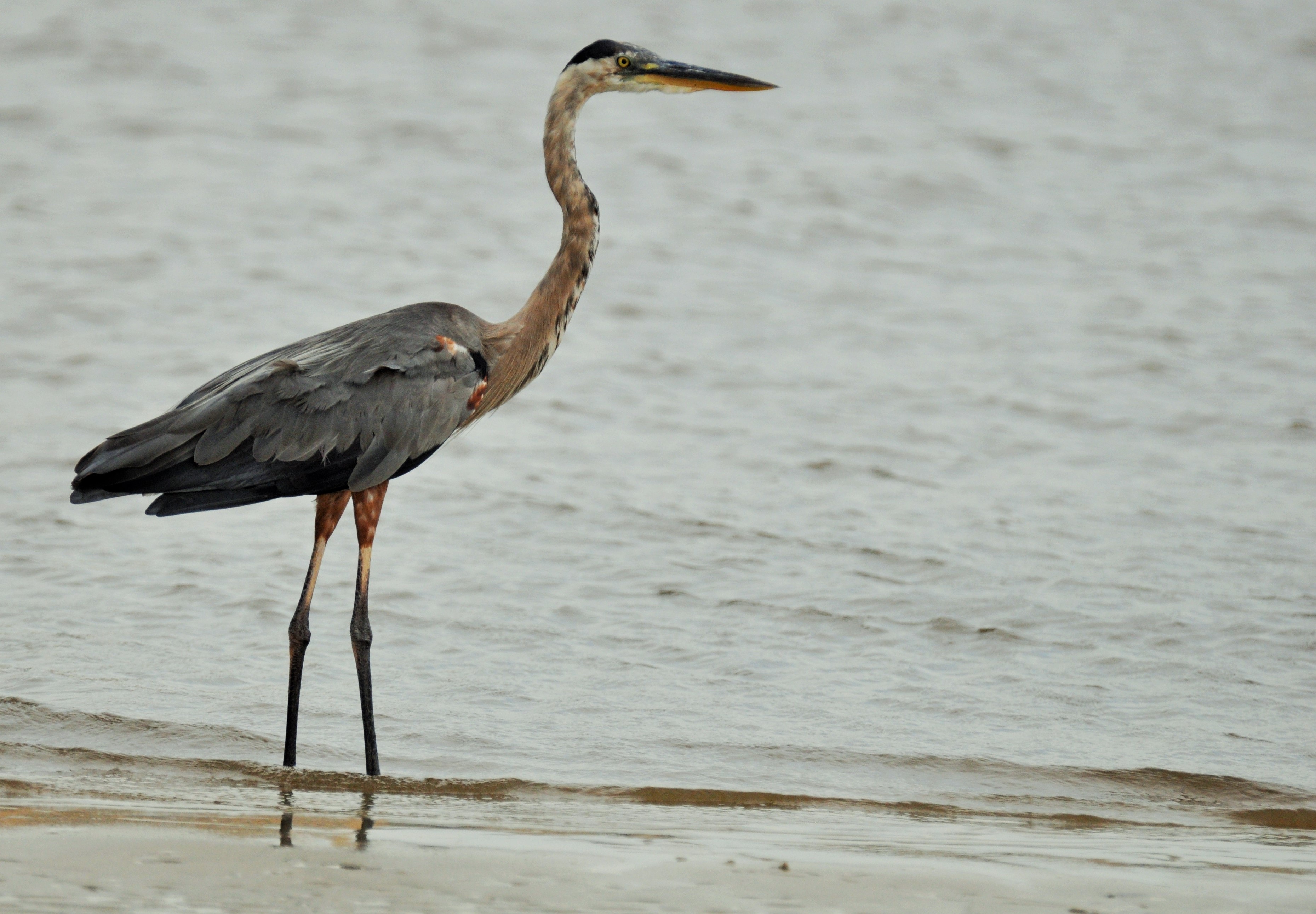 Heron is on the water free image download