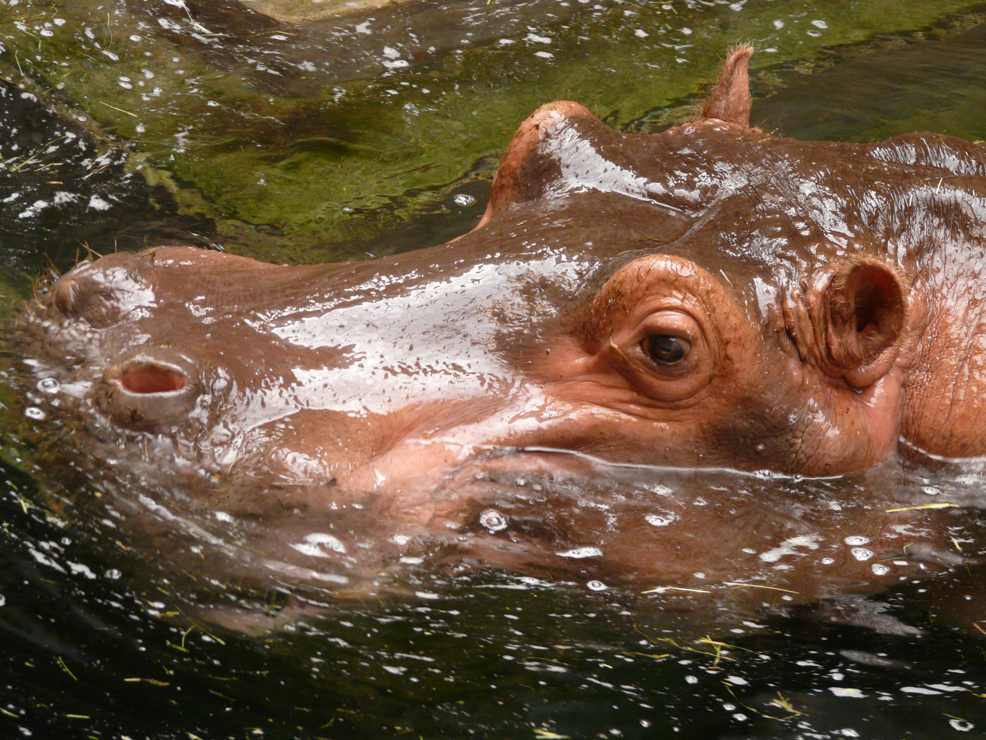 Hippo head in water free image download